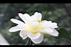 黃蓮華-花20.JPG