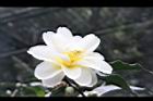 黃蓮華-花22.JPG