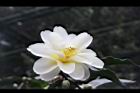 黃蓮華-花23.JPG