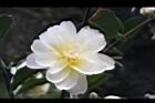 黃蓮華-花24.JPG