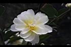 黃蓮華-花25.JPG