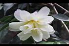 黃蓮華-花28.JPG