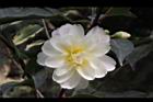黃蓮華-花31.JPG