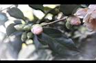黃蓮華-花苞00.JPG