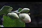 黃蓮華-花苞04.JPG