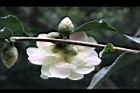 黃蓮華-花萼00.JPG