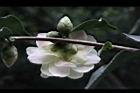 黃蓮華-花萼01.JPG