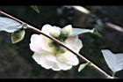 黃蓮華-花萼03.JPG