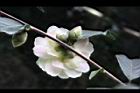 黃蓮華-花萼04.JPG