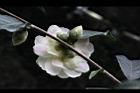 黃蓮華-花萼05.JPG
