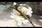 黃蓮華-花萼06.JPG