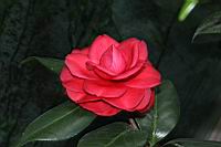 黑玫瑰01.JPG