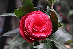 黑色蕾絲01.JPG