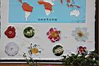 茶花文圖28.JPG