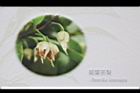 茶花文圖31.JPG