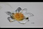 茶花文圖36.JPG