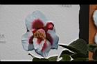 茶花文圖40.JPG