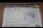 茶花文圖43.JPG