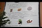 茶花文圖46.JPG