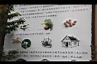 茶花文圖47.JPG
