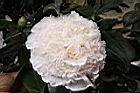 玻璃花-花07.jpg