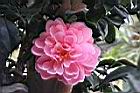 紅喬伊肯德利特05.JPG