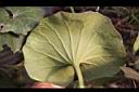 山菊-葉背1.jpg