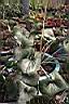 山菊03.jpg
