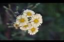山萵苣-花00.jpg