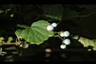 山葡萄-實05.JPG