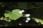 山葡萄-實08.JPG