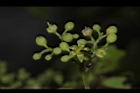 山葡萄-花01.JPG