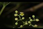 山葡萄-花06.JPG