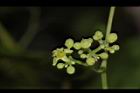 山葡萄-花09.JPG