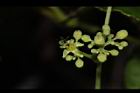 山葡萄-花11.JPG