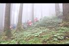 山葵-園11.JPG