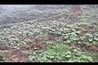 山葵-園14.JPG