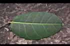 山豬枷-葉正00.JPG