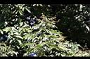 山豬肉-實20.jpg