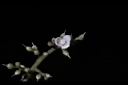 山豬肉-花04.jpg