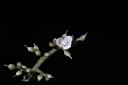 山豬肉-花05.jpg