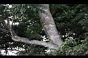 山豬肉-莖3.jpg