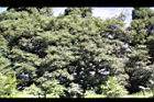 山豬肉-實17.jpg