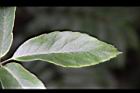 山豬肉-小葉3.jpg