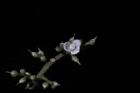 山豬肉-花01.jpg