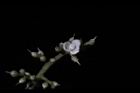 山豬肉-花02.jpg