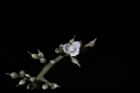 山豬肉-花03.jpg