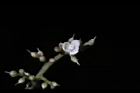 山豬肉-花06.jpg