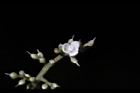 山豬肉-花07.jpg