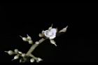 山豬肉-花08.jpg